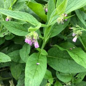 Honeybee Herbs - Wholesale Healing Salve/Balm/Cream - Anti-inflammatory Salve1