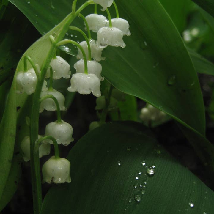 Lily of the Valley for wholesale by Sarah’s Card Co.