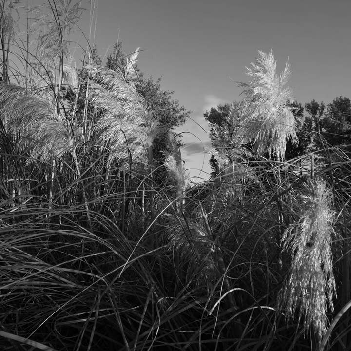 Autorenfotografie für den Großhandel von Nuriart