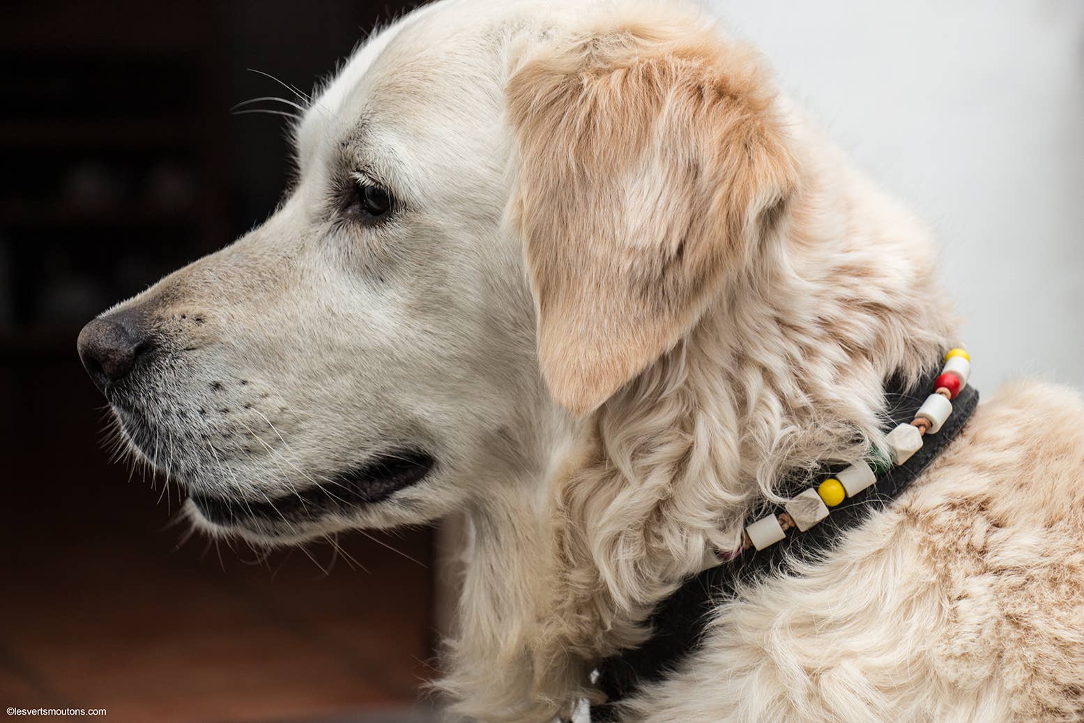 Les Verts Moutons – wholesale Pet collar – Cat/dog – Leather tick collar - XS to XL5