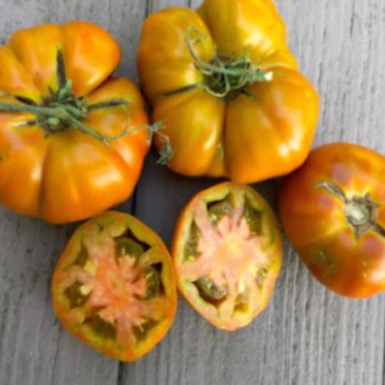 Sow the Magic - Wholesale Plant seeds - Dr. Wyche's Yellow Tomato Tarot Seed Packet4