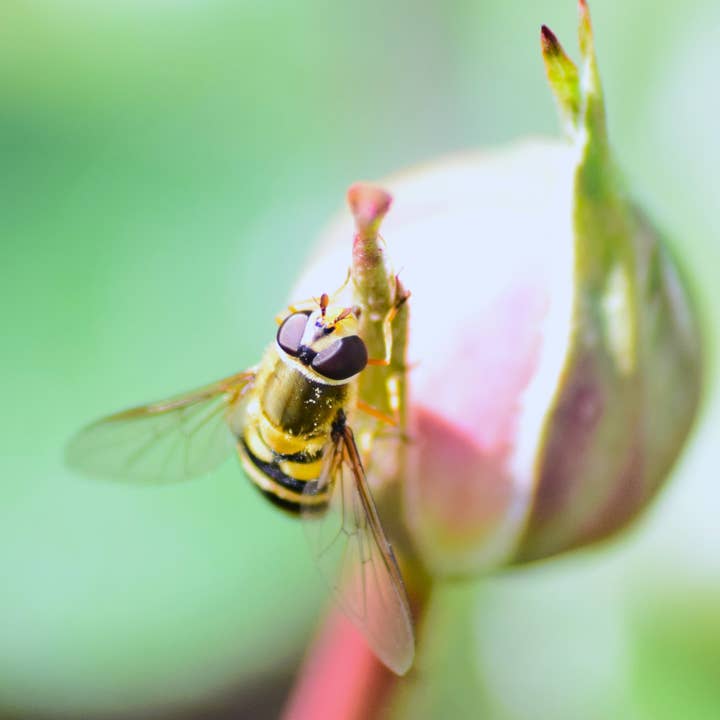 Drone flyA4 print for wholesale by Red Berry Photos