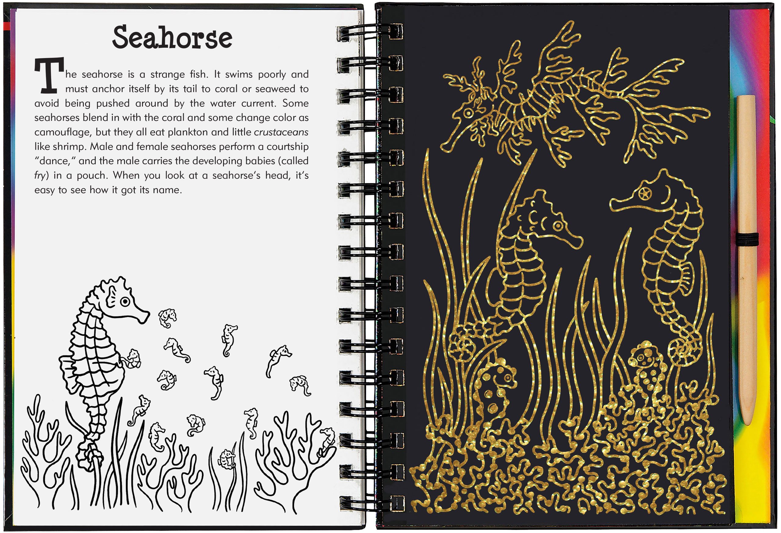 Peter Pauper Press - Wholesale Sketchbook/Sketchpad - Coral Reefs Scratch and Sketch1