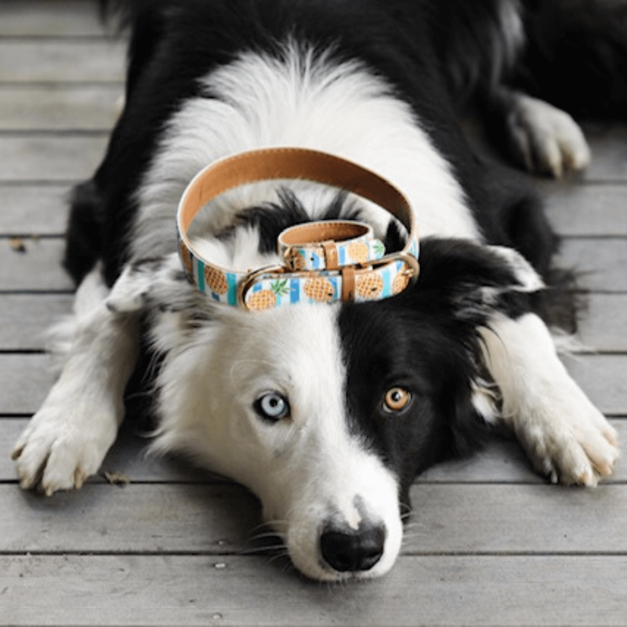 Friendship Collar – wholesale Pet collar – Dog – Pina Collarda6