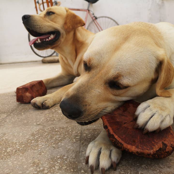 Maoripet srl – Großhandel Haustier-Kauspielzeug – Hund – BrucBool, 100% natürlicher Kauartikel für Hunde. Hergestellt in Italien.