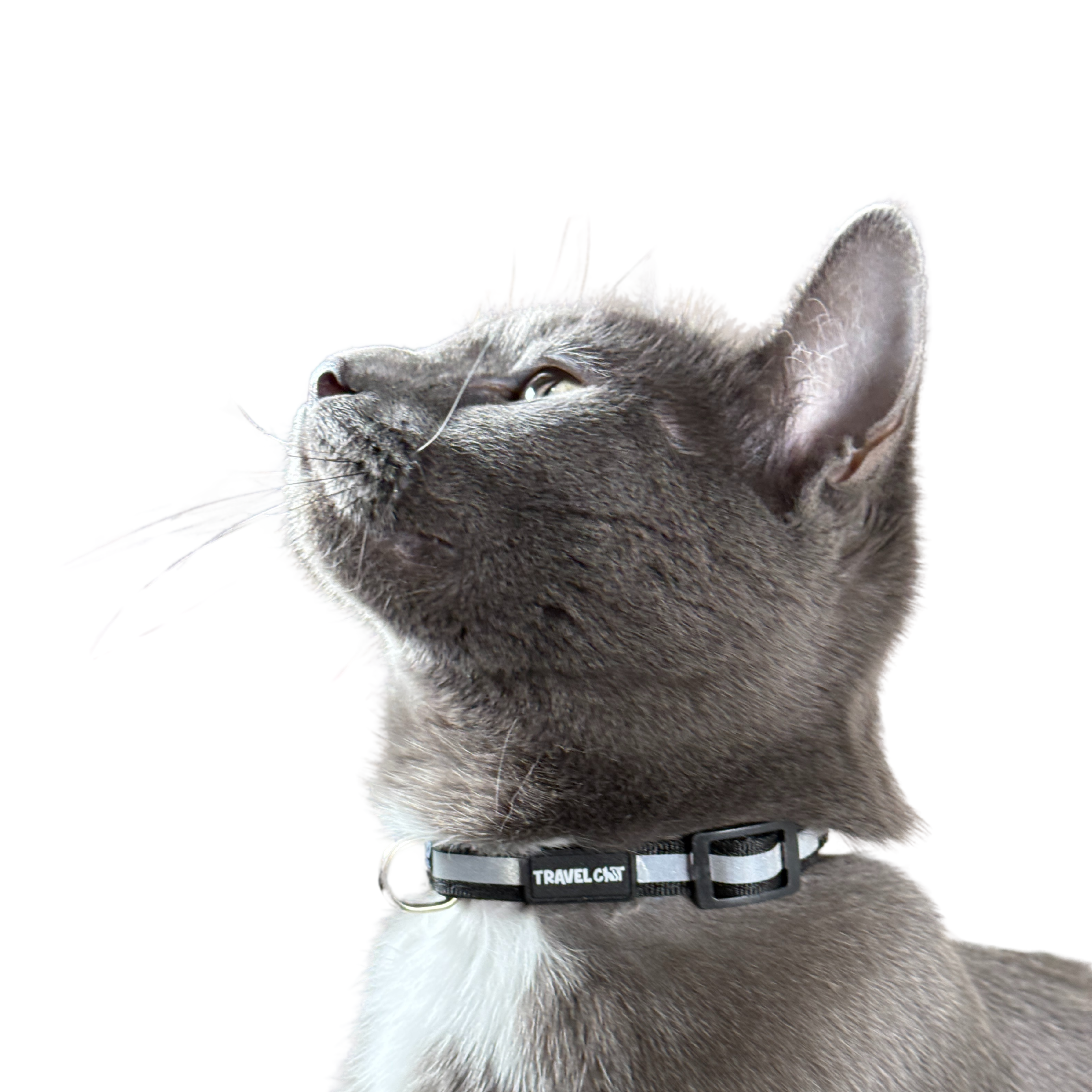 Travel Cat Wholesale - Vente Collier – chat - Collier pour chat « The Travel Cat »10