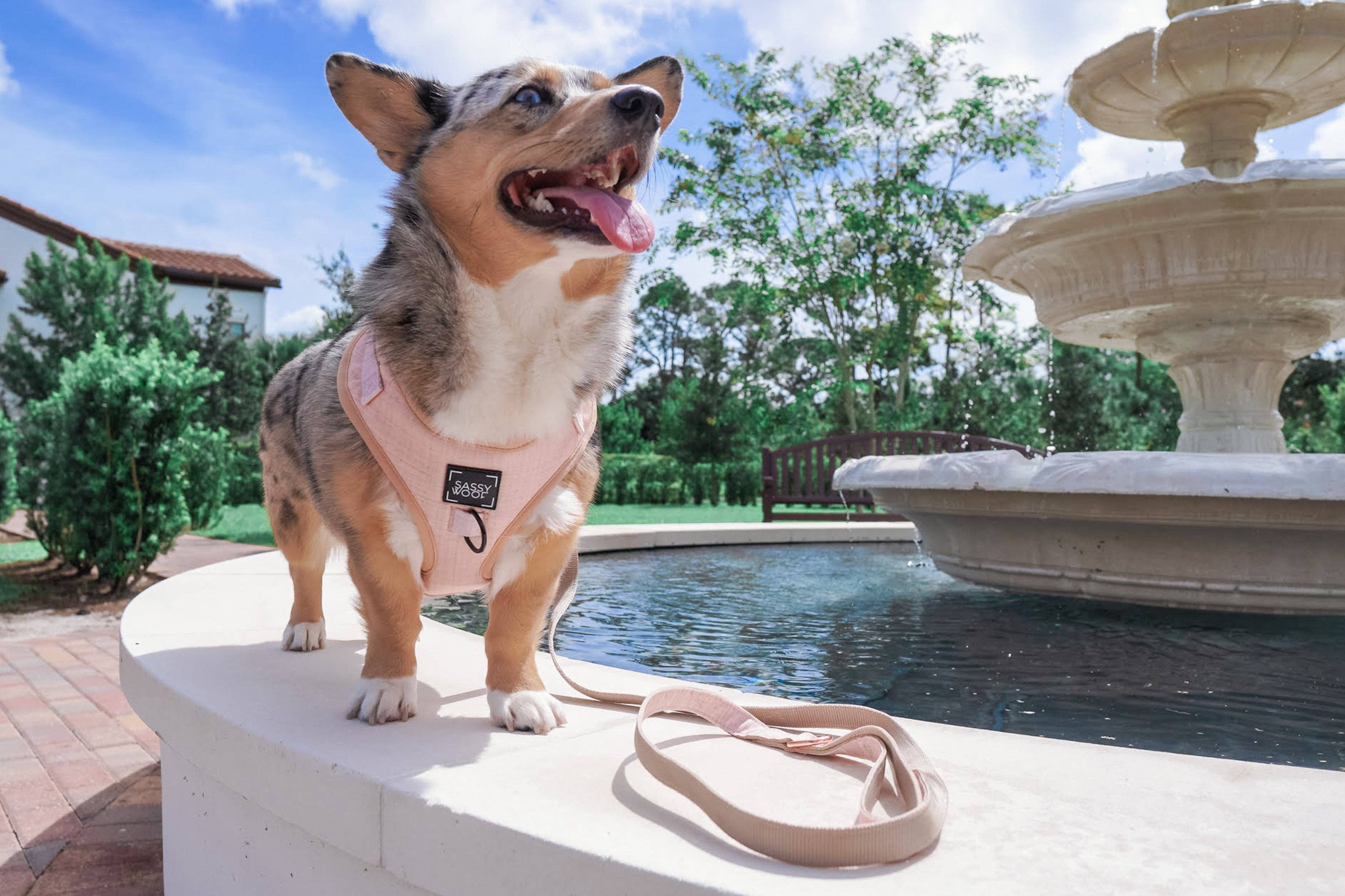 SASSY WOOF - Wholesale Pet Harness - Dog - Dog Adjustable Harness - Pinot12