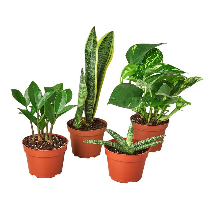 Easy Care Variety Bundle - 4" Pots for wholesale by House Plant Wholesale