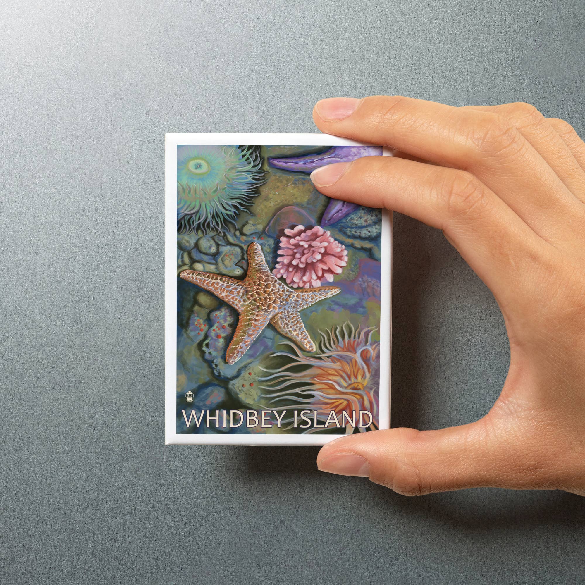 Lantern Press - Wholesale Magnet - MAGNET Whidbey Island, Washington, Tidepool5