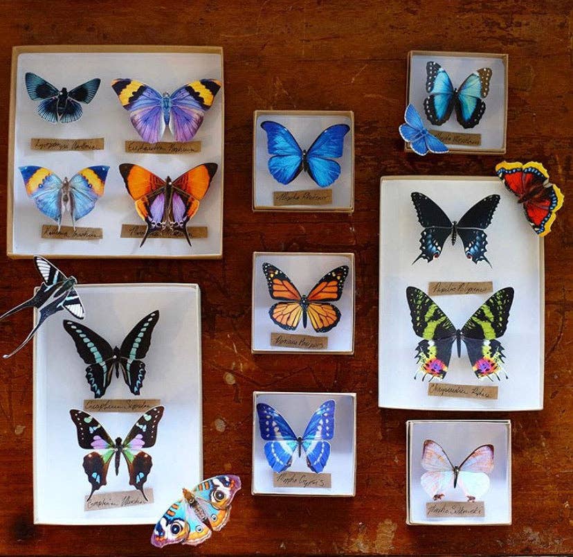 Moth and Myth – Recortes por atacado – Conjunto de borboletas 'Sunrise'5