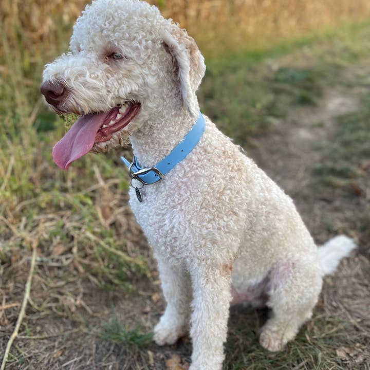 Ploouf Dogs - Wholesale Pet Collar - Dog - Glacier blue “soft touch” dog collar5