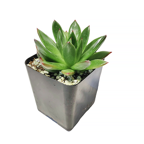 Best Plant Friend - Wholesale Succulent - Echeveria Agavoides Christmas  Live Succulent in 2in/4in Pot4