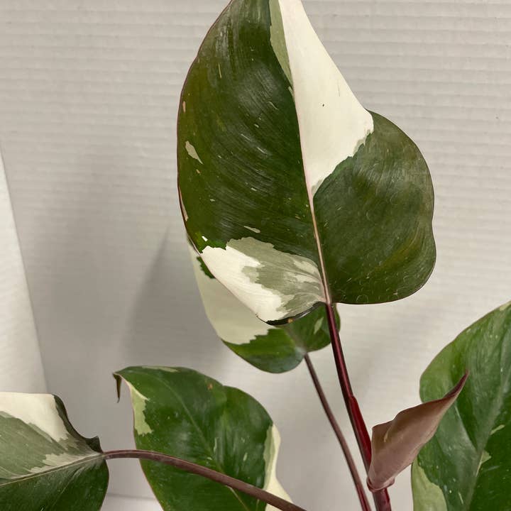 Native Transplants - Wholesale Live Plant - Philodendron Red Anderson Variegated
