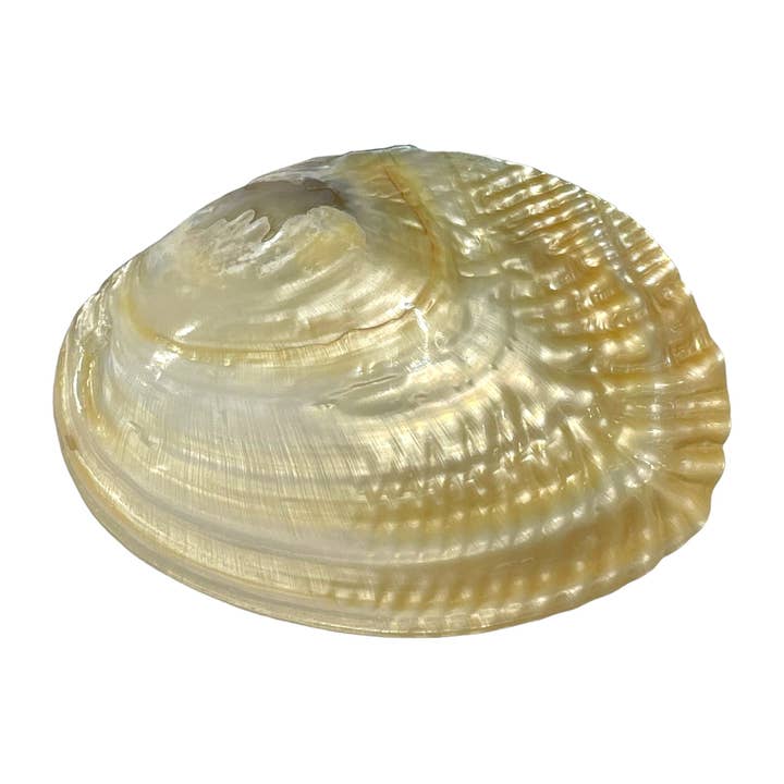 Foliesbijoux - Wholesale Decorative Tabletop Object - Pearl oyster shell