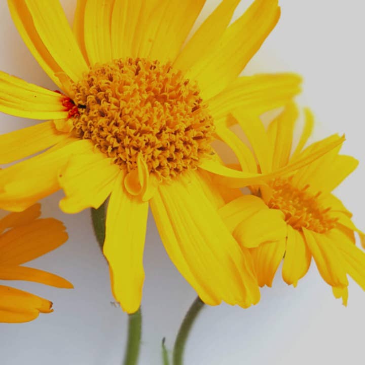 SOWE Botanic Lab - Wholesale Facial Oil - Organic arnica oil1