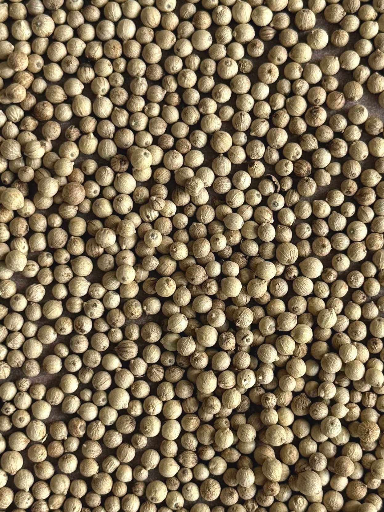 Sourcery - Wholesale Pepper/Peppercorns - Fermented White Pepper1