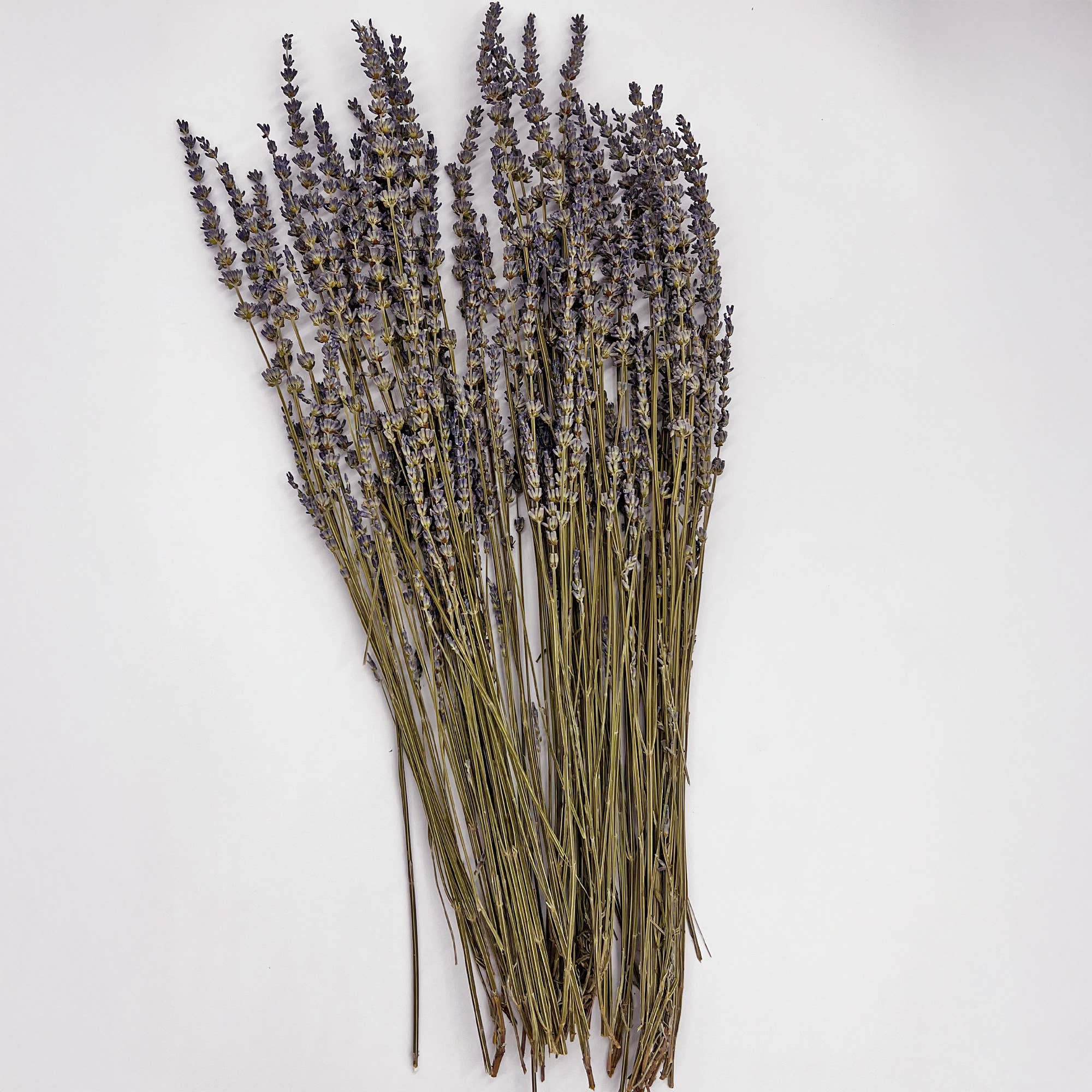2626 Designs – Engroshandel Tørrede/pressede blomster – Tørrede konserverede lavendelbuketter, 53 cm, flere farver17