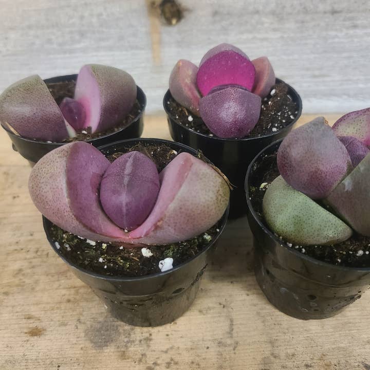Buzz + Thrive Gardens – wholesale Succulent – Pleiospilos nelii 'Royal Flush' 1