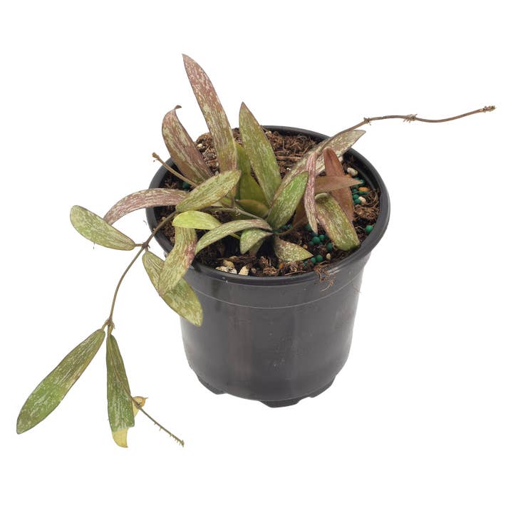 Arcadia Garden Products - Wholesale Live Plant - Hoya Sigillatis 4 inch Grower Pot