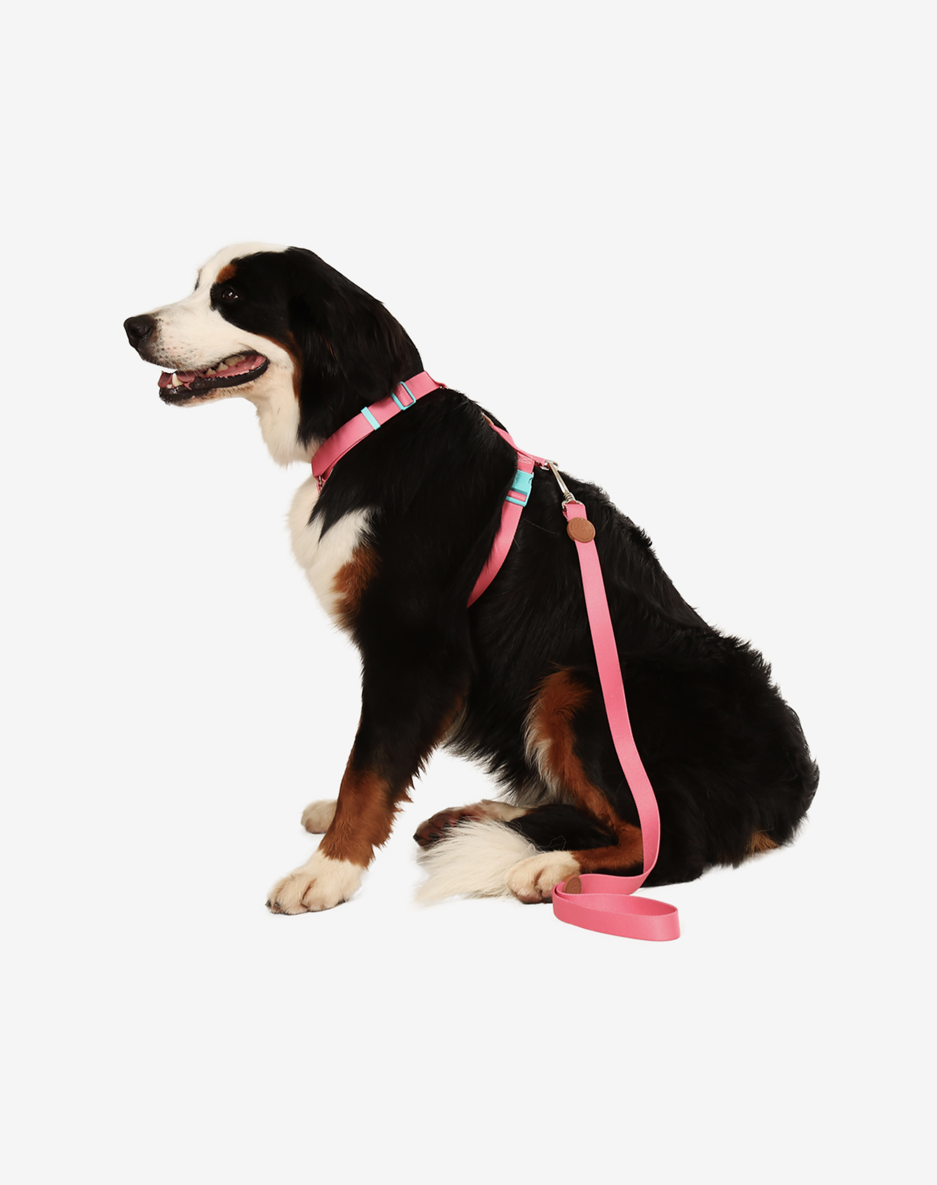 Toh - Wholesale Pet Leash - Dog - Trela para Cão S Fiji4