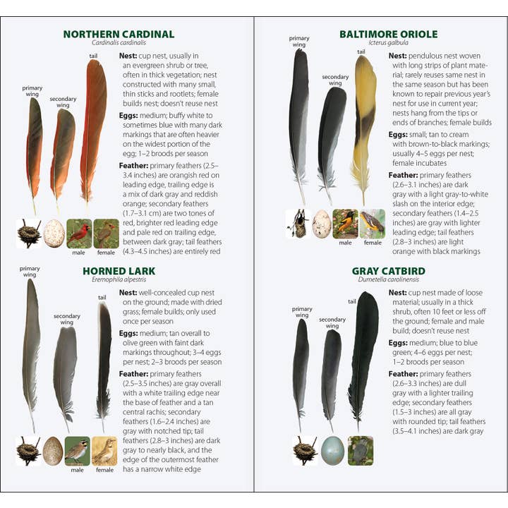 AdventureKEEN - Wholesale Nature & Outdoors - Bird Feathers & Eggs of the Midwest Quick Guide12