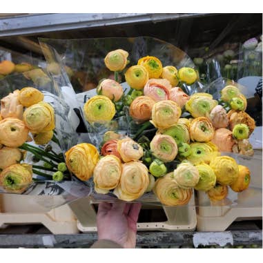 Florasource - Wholesale Fresh Cut Flowers - Ranunculus Champagne 100 stems