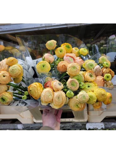 Ranunculus Champagne 100 stems for wholesale by Florasource