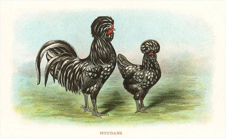 Found Image Press - Wholesale Sticker - Sticker BD-15 Houdans, Black Chickens0