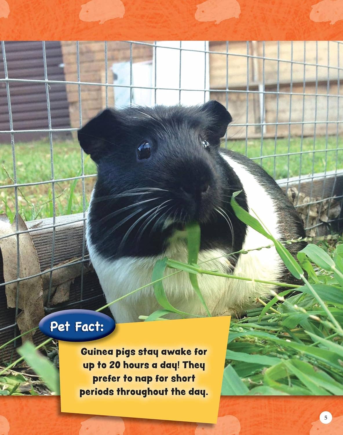 Fox Chapel Publishing - Venta al por mayor Pets - Si los animales pudieran hablar: CONEJILLOS DE INDIAS: aprenda datos curiosos (SC)1