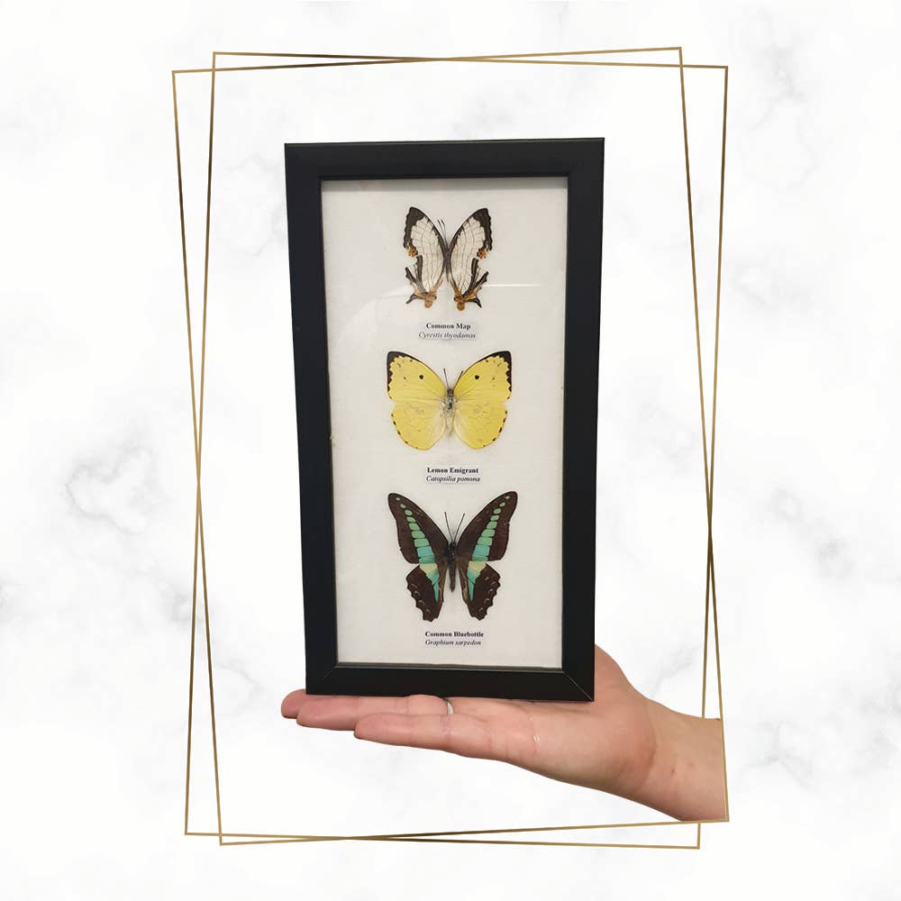 VIE – wholesale Wall Accent – Butterfly Mounted Under Glass, Assorted9