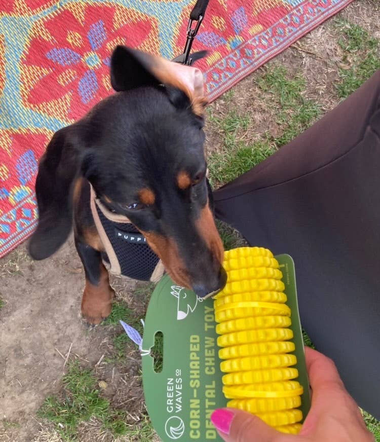 Green Waves Co. - Wholesale Pet Chew Toy - Dog - Corn-Shaped Dental Chew Toy12