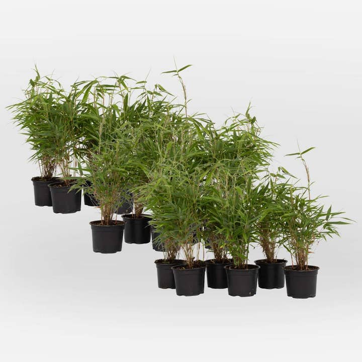 Bamboo Fargesia rufa – 18 plants – Evergreen garden bamboo – Height 25–40cm – ⌀13cm – Hardy & non-invasive – Ideal for hedge & container for wholesale by Oasis of Life