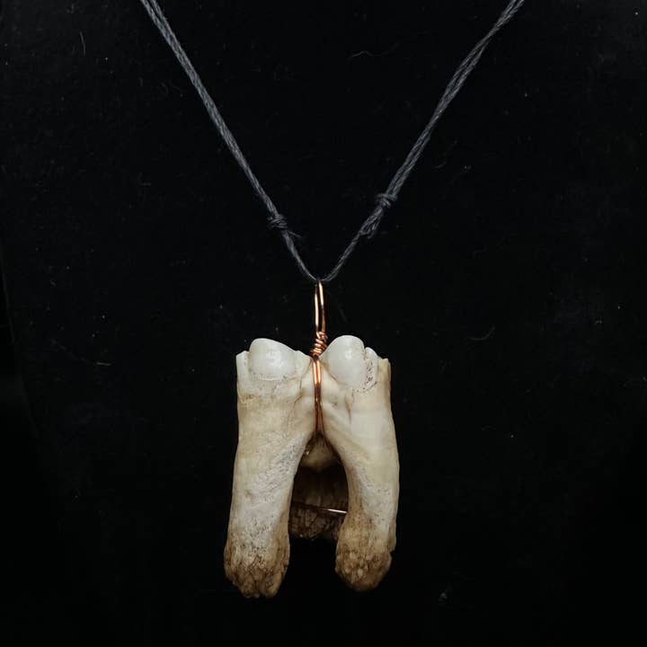 Wire-Wrapped Bovine Tooth Necklaces for wholesale by Creepy Girl Trap