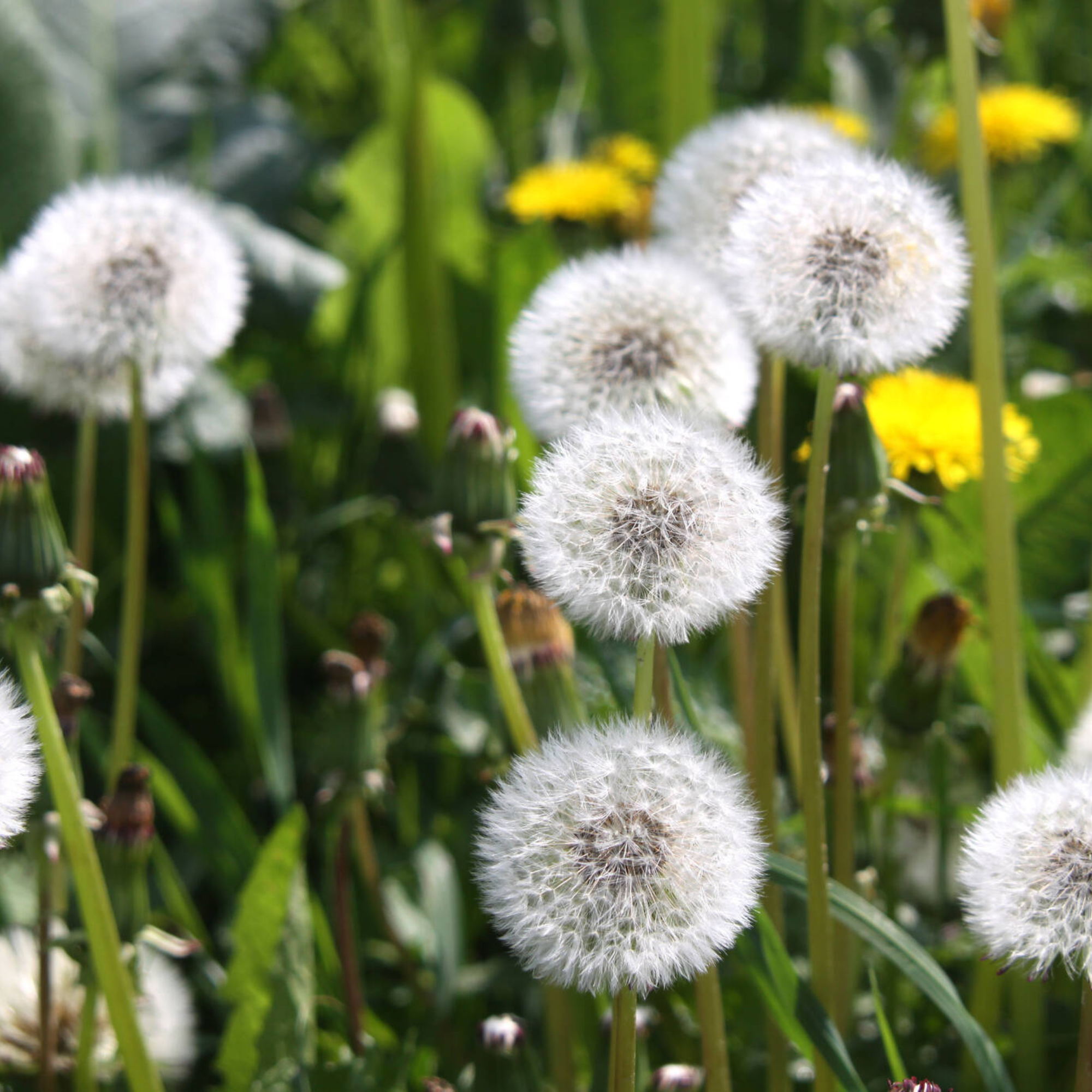 Sow the Magic - Wholesale Plant Seeds - Dandelion Tarot Seed Packet5