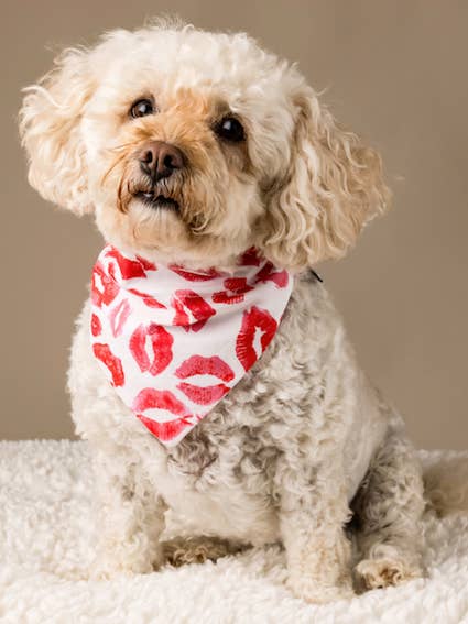 Lipstick Kisses Dog Bandana for wholesale by Halo Dog Accessories