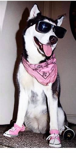 AllDogBoots – Großhandel Haustierstiefel – Hund – Zoomies Hundesneaker im Converse-Stil7