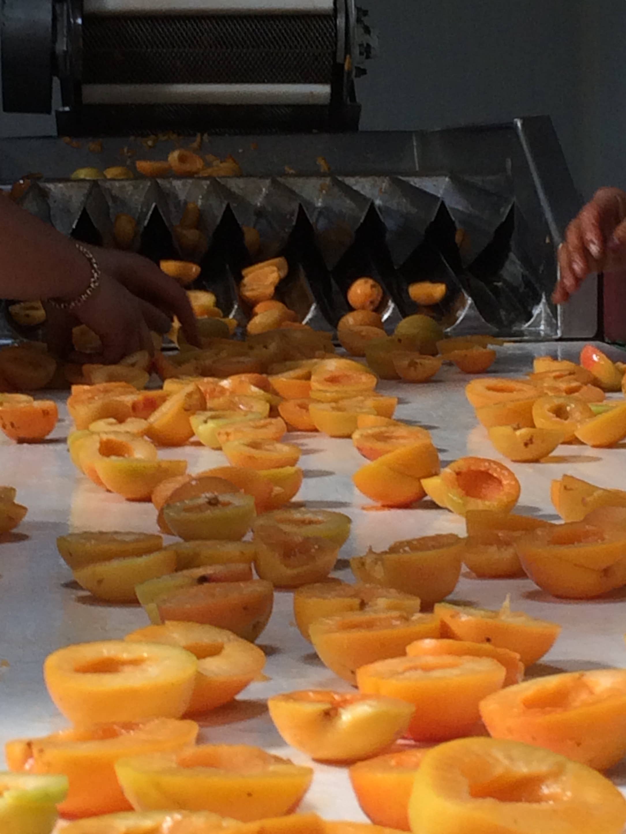 CONSERVES GUINTRAND - Wholesale Jam/Jelly - Apricot jam PG "extra" 314 ml (jar)1