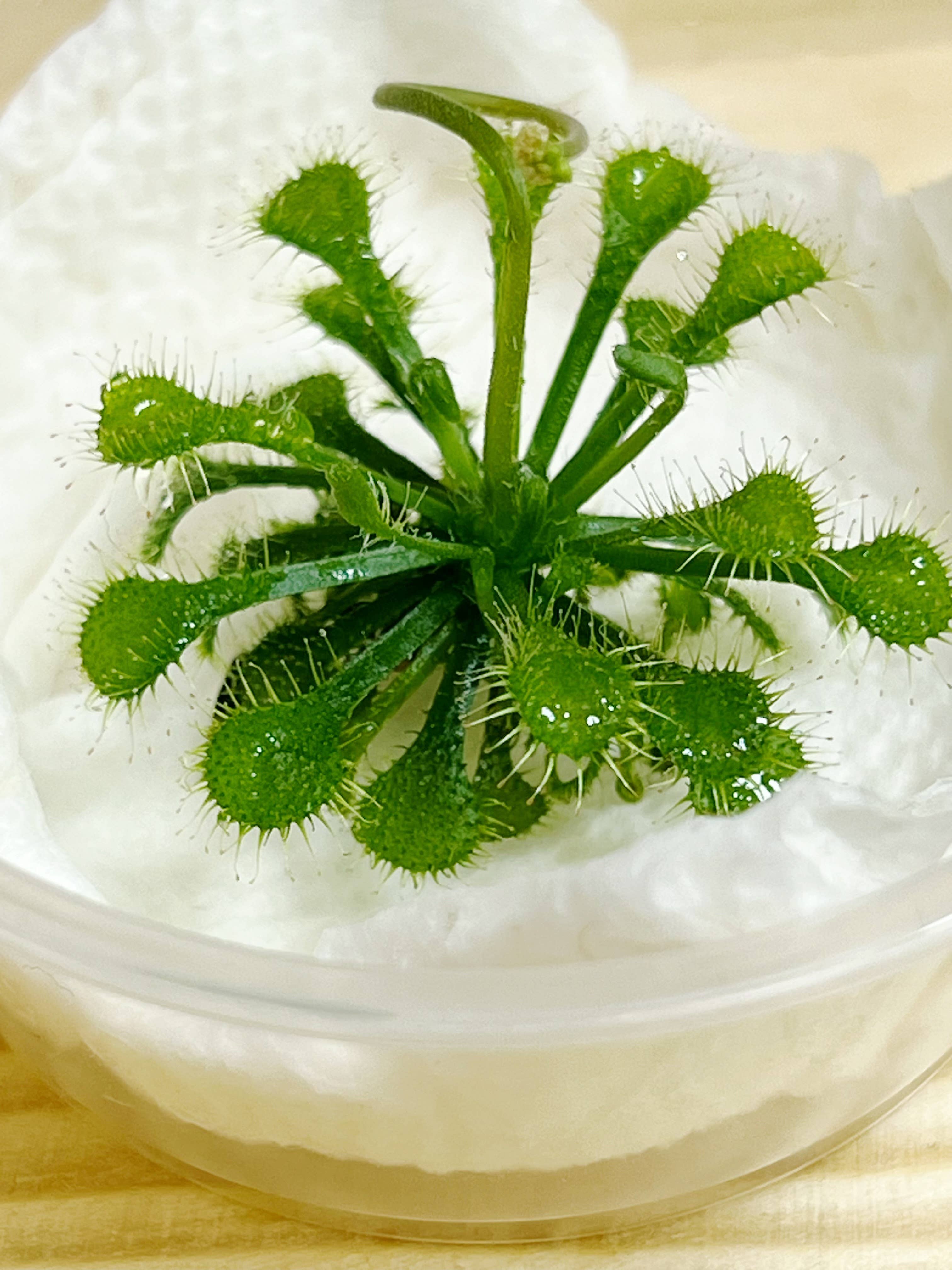 bloomify - Wholesale Live plant - Drosera spatulata – Spoon-leaved Sundew (Plant Only)2