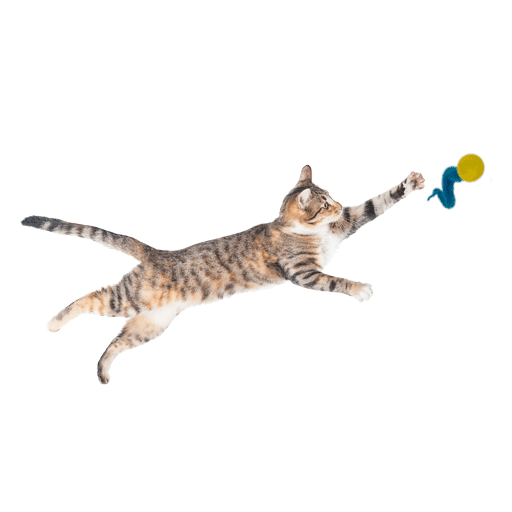 Dezi & Roo - Vente Jouet – chat - Wiggly Ping - Jouet en plastique pour chat5