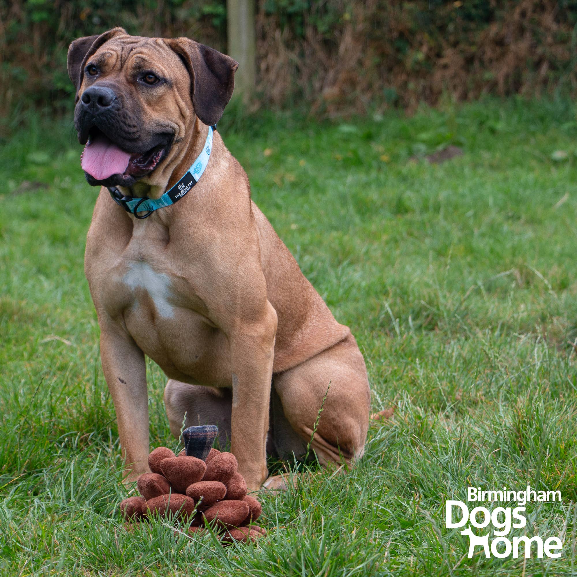 Ancol Pet Products Ltd – Peluche - Cão por atacado – The Heritage Collection Peter Pine Cone Brinquedo para Cão 2