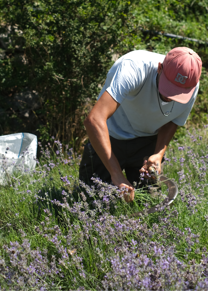 Kruut - Wholesale Sage Bundle - Take it easy incense bundle5