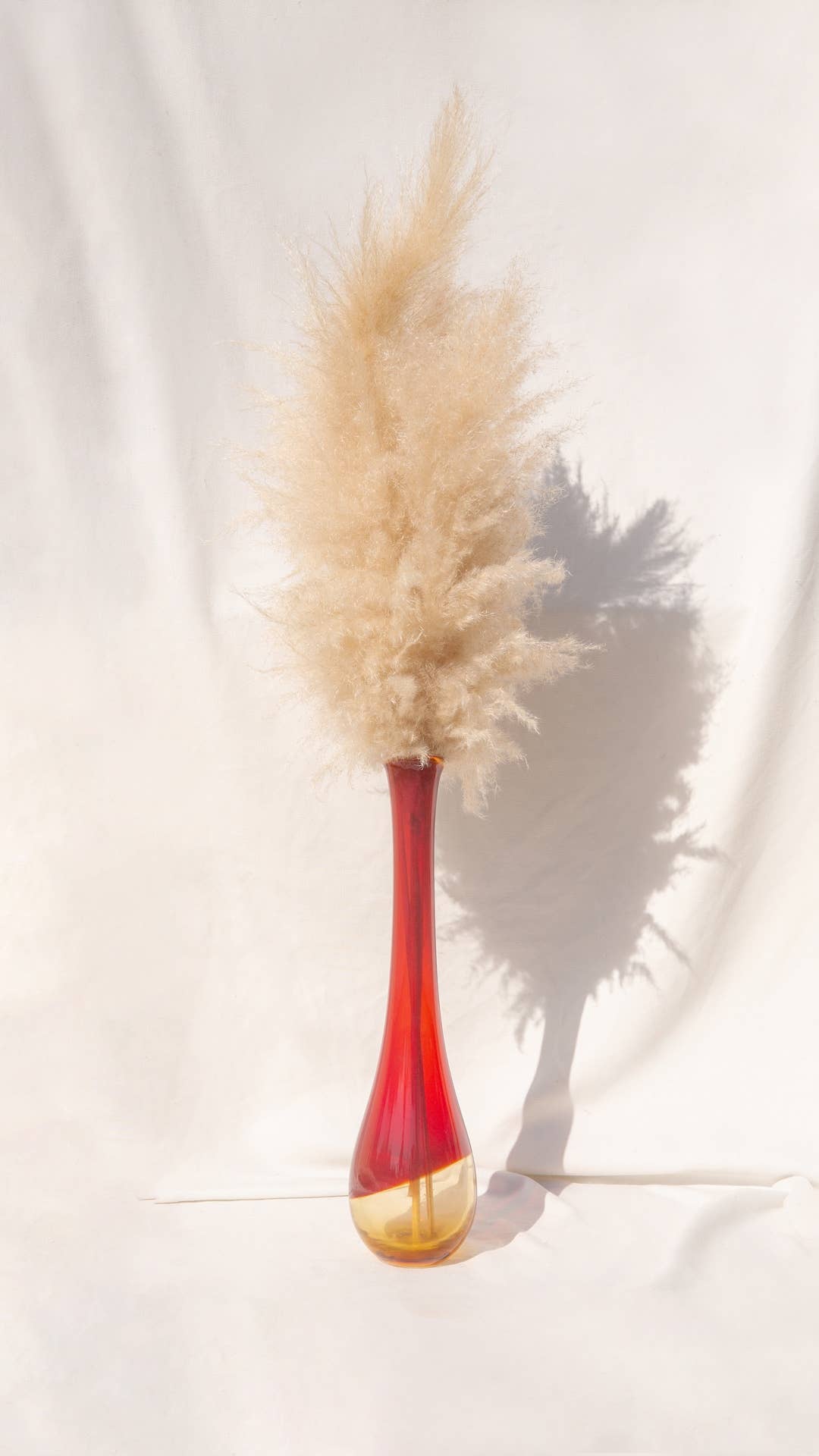 My pampa blooming – wholesale Torkade/pressade blommor – Mjukt naturligt torkat pampasgräs (naturlig färg) storlek L1