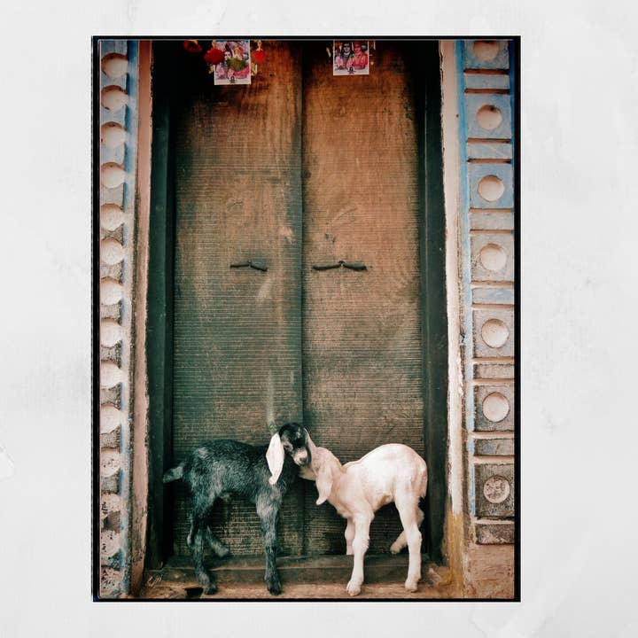 Goat Photography Varanasi India Wall Art for wholesale by Mo & Paul Photography
