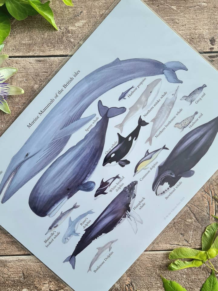 A4 Mamíferos Marinhos das Ilhas Britânicas - Impressão de Poster por atacado de At the Cherry Tree