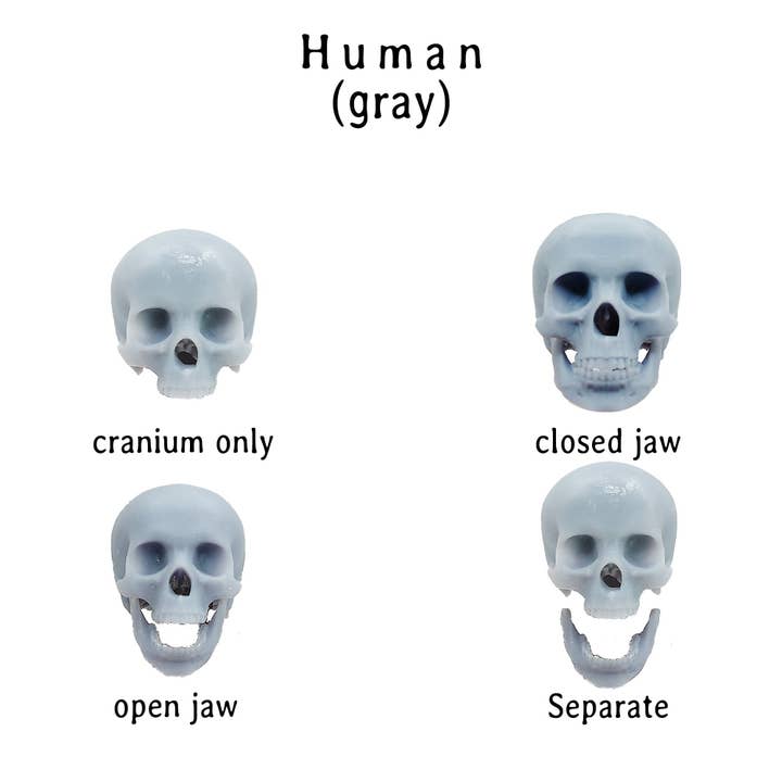 The Scale Grail – wholesale Dekorativ statyett – Mänsklig skalle med bottenkäke, för 12-tums dockor, lekstuga, skaldioramas, skräckscener, terrarier. 1:6 skalle i skala (1 skalle)3