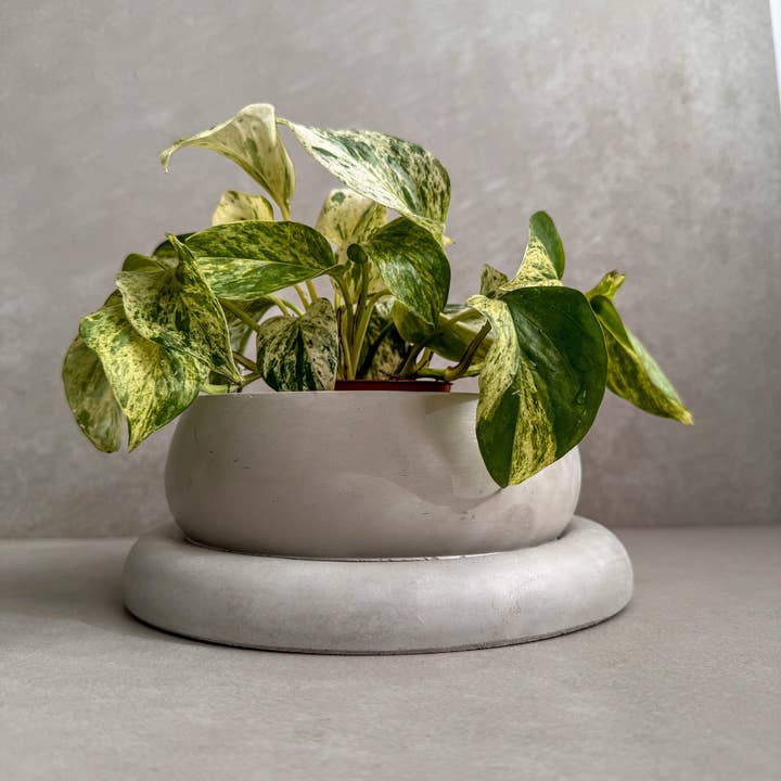 Minimal Loot Design - Wholesale Plant Pot - Concrete Planter with Saucer, Modern Low Plant Pot, Bubble Planter, Shallow Cement Pot, Minimalist Pot with Saucer, Nordic Pot, Chunky Pot
