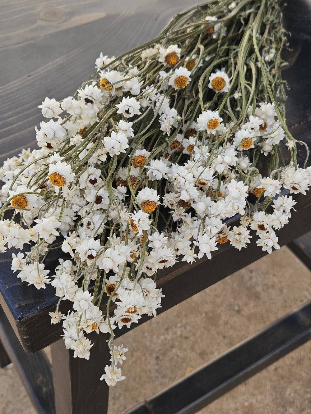 Alissas Flower Farm - Wholesale Dried/Pressed Flowers - Dried Ammobium2