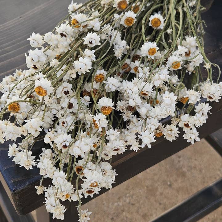 Alissas Flower Farm - Wholesale Dried/Pressed Flowers - Dried Ammobium2