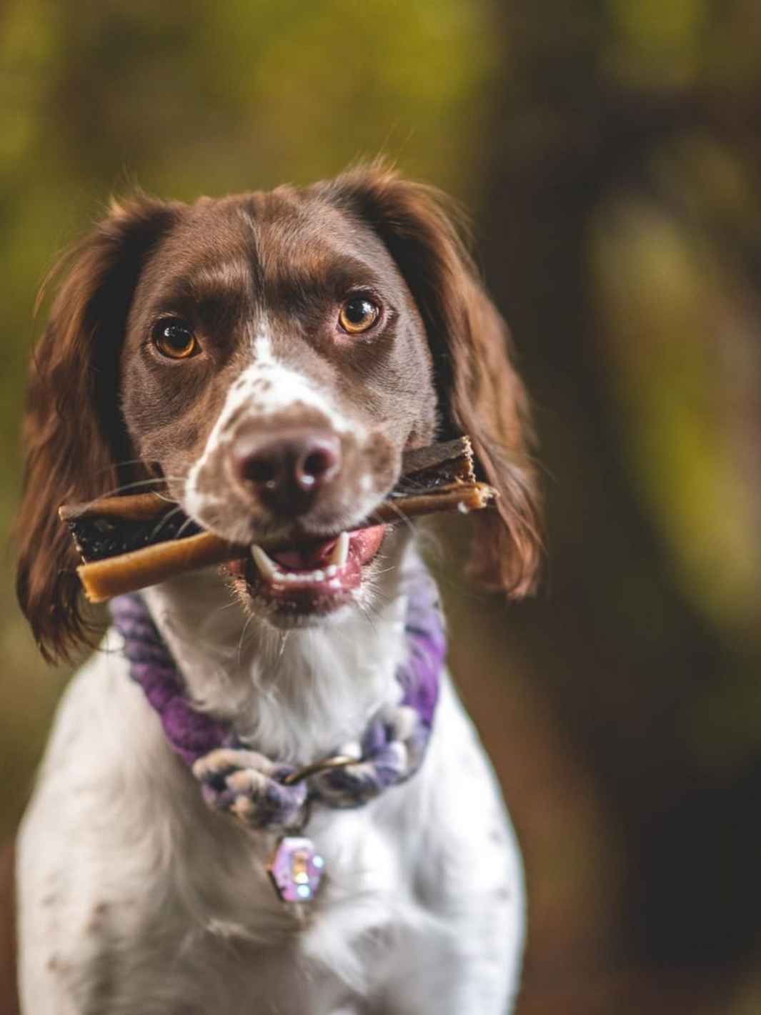 Truffe Délice - Wholesale Pet Treats - Dog - Deer skins1