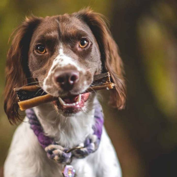 Truffe Délice - Wholesale Pet Treats - Dog - Deer skins1